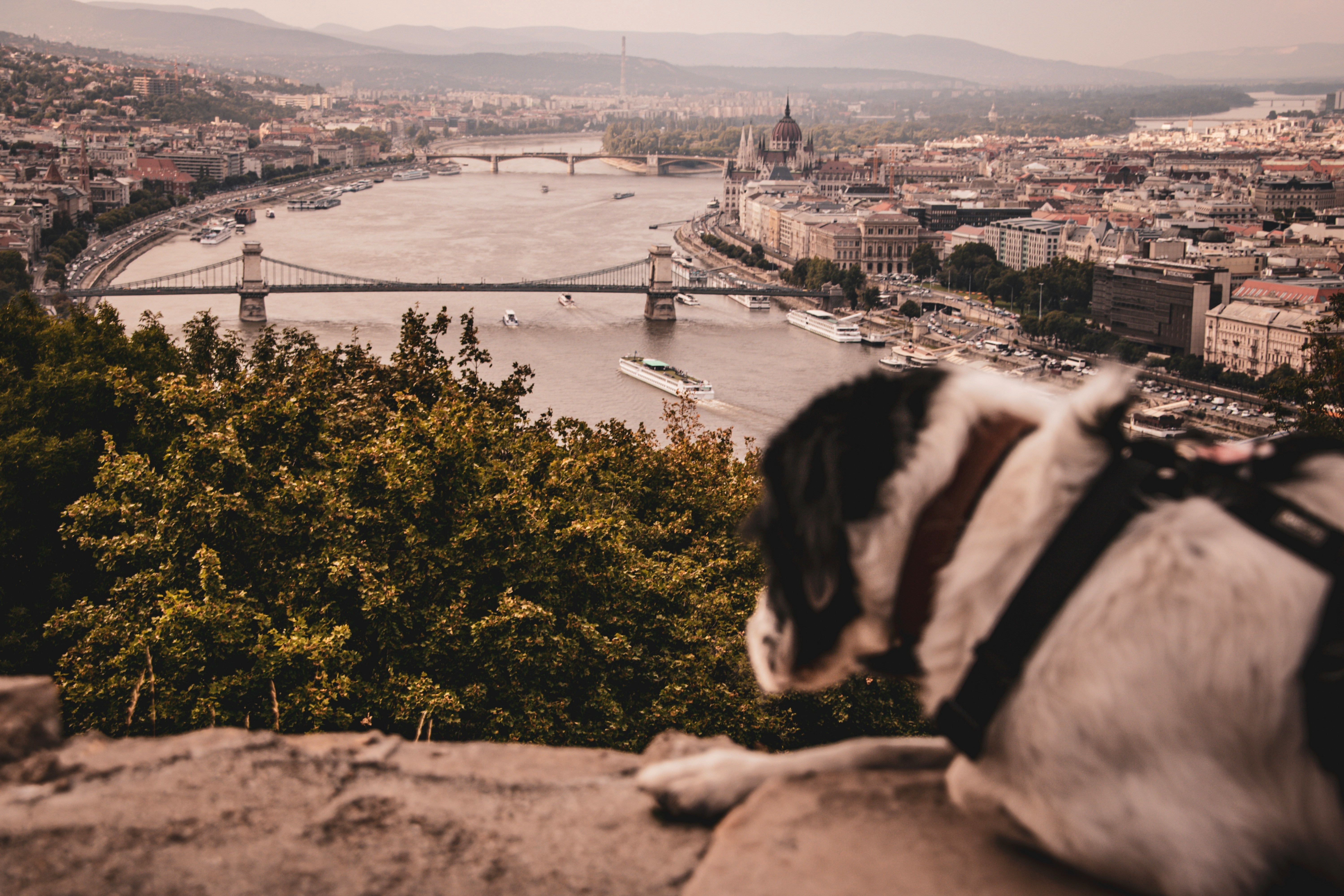Budapest dog-friendly city